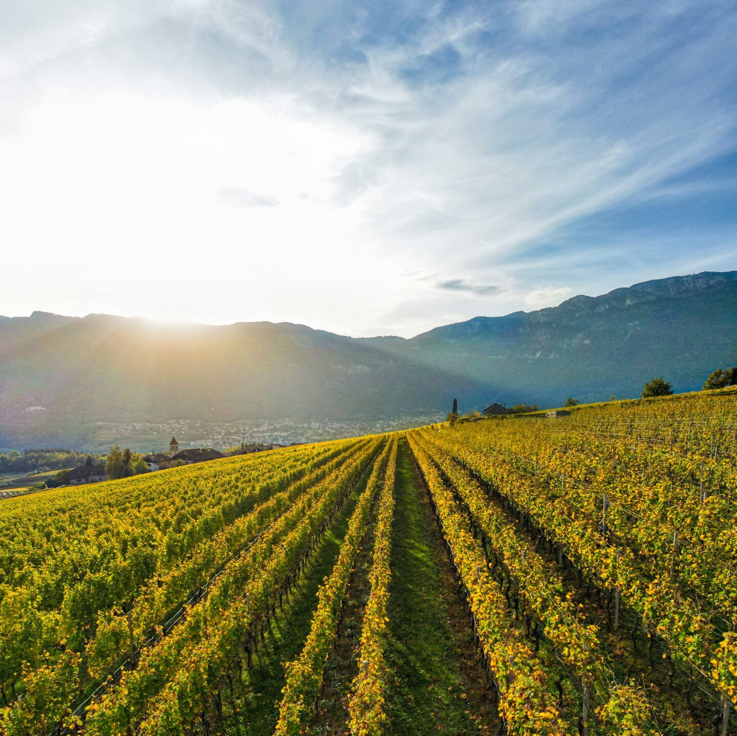 Weinberge bei Sonnenlicht